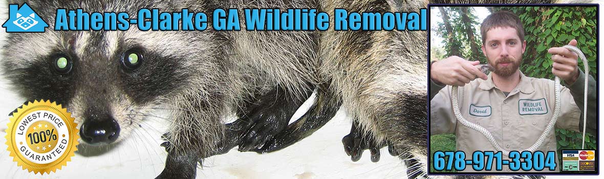 Athens-Clarke Wildlife and Animal Removal